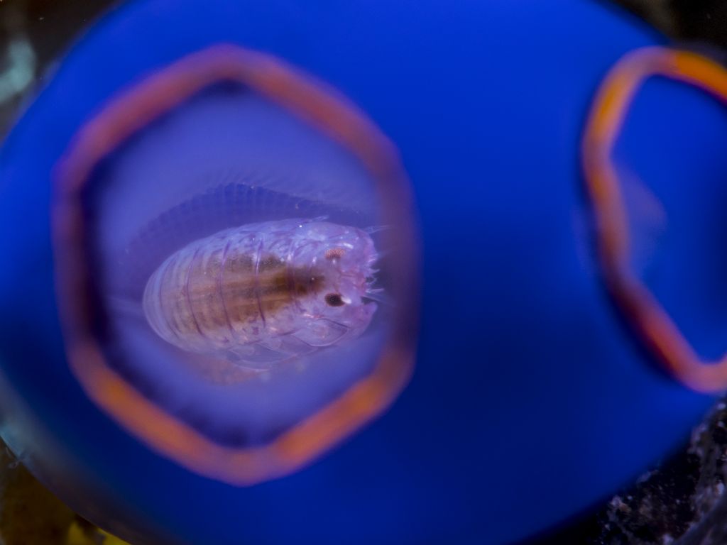 Amphipod in sea squirt
